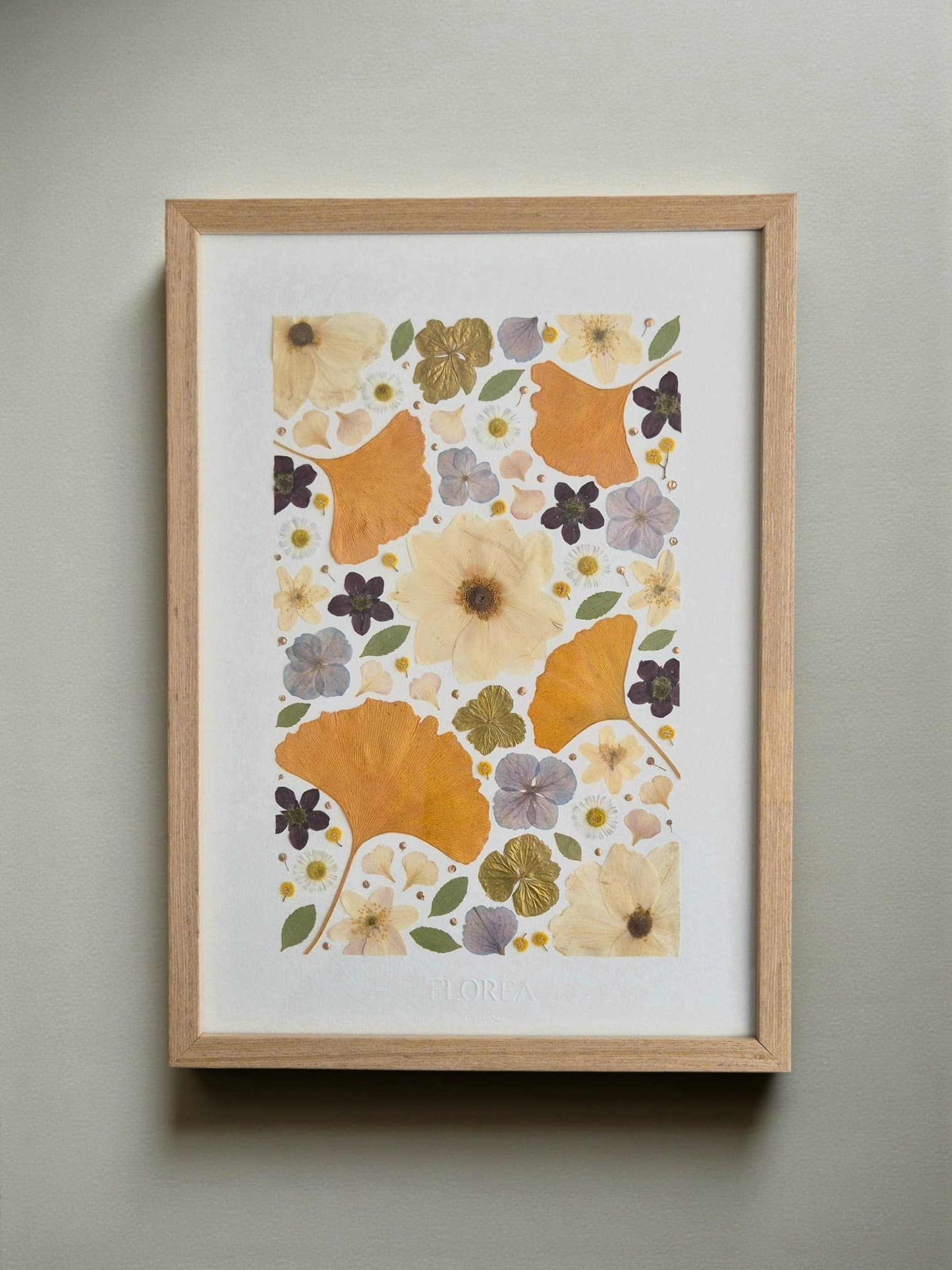 Herbier Ginkgo